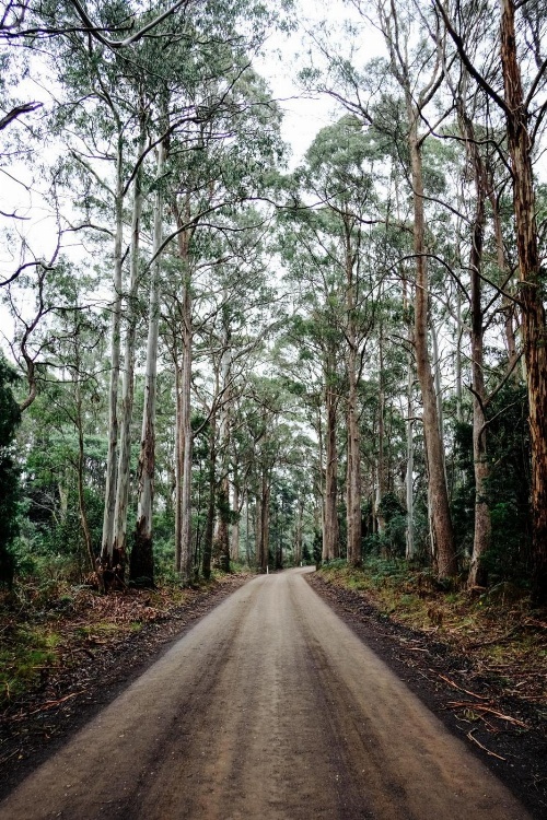 Naivasha Cottage image 1