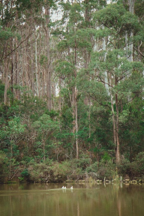 Naivasha Cottage image 50