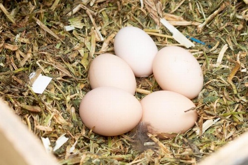 Naivasha Cottage image 6