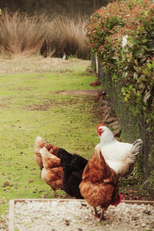 Naivasha Cottage image 7